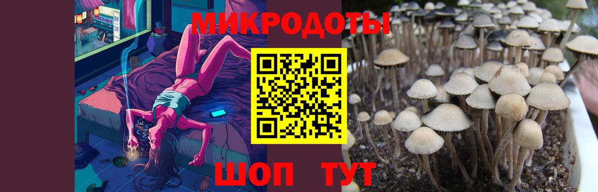 Галлюциногенные грибы Psilocybe Гусев